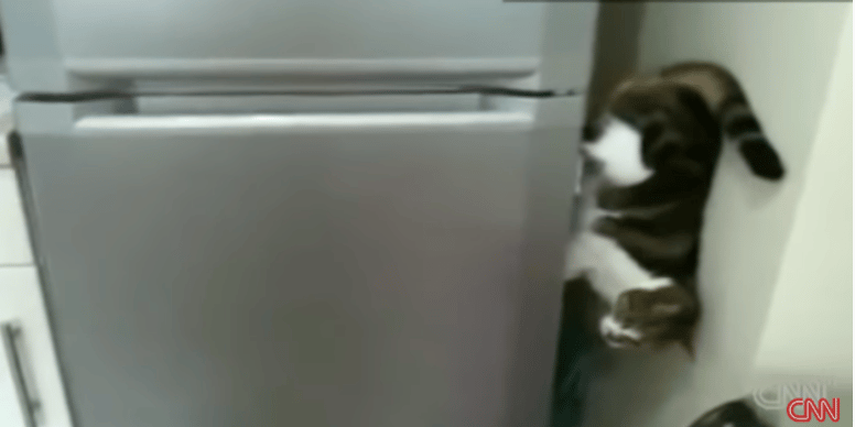 gato en el frigorífico