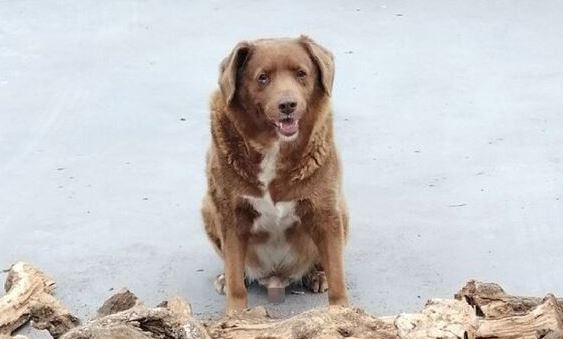 World's Oldest Dog Celebrates 31st Birthday - Gazette Review