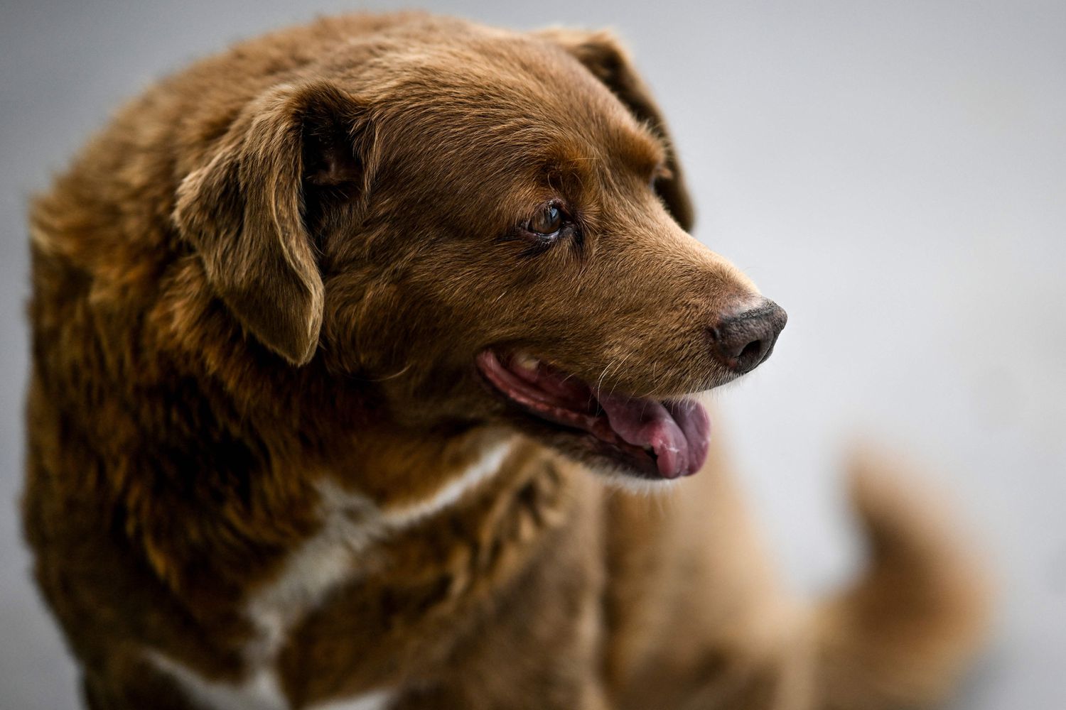Bobi, the World's Oldest Dog Ever, Celebrates His 31st Birthday