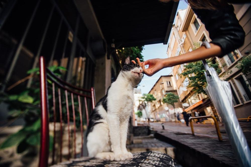 5 Common Scenarios of Lost Cats | PetHub