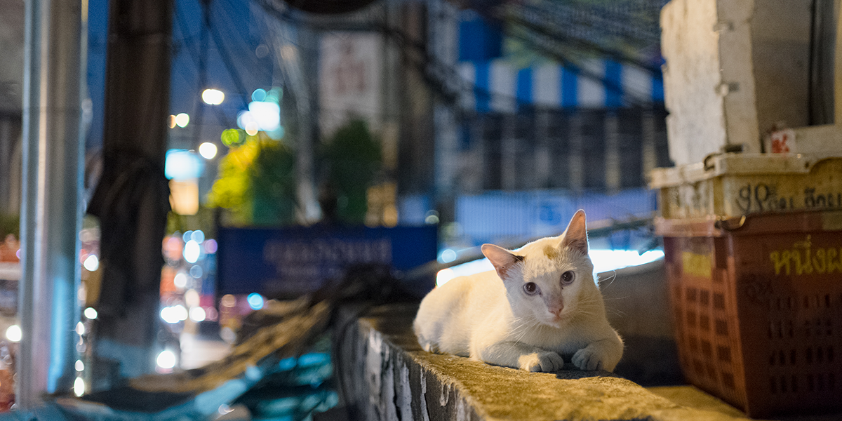 Lost your cat? | International Cat Care
