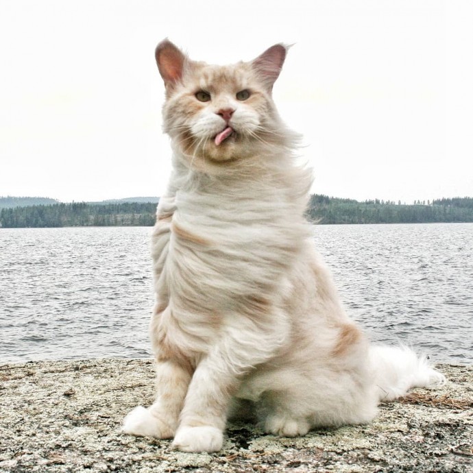 meet-lotus-the-huge-maine-coon-cat-who-s-going-viral-on-instagram-01