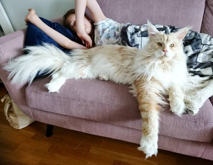 meet-lotus-the-huge-maine-coon-cat-who-s-going-viral-on-instagram-02