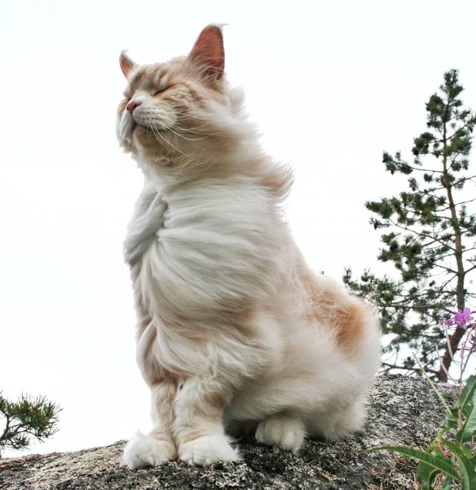 meet-lotus-the-huge-maine-coon-cat-who-s-going-viral-on-instagram-03