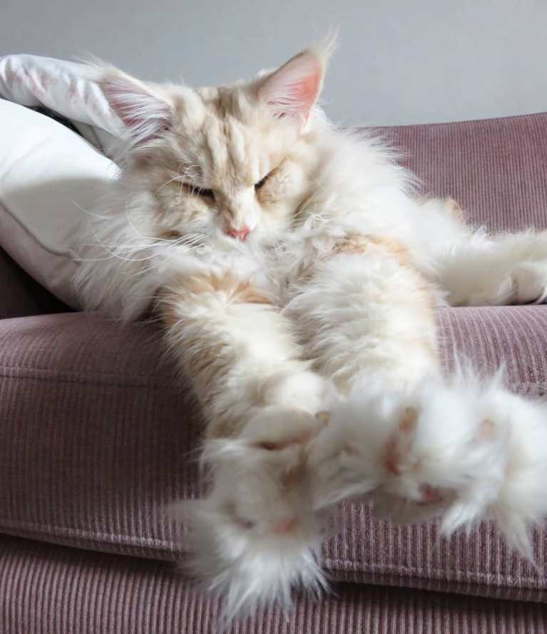 meet-lotus-the-huge-maine-coon-cat-who-s-going-viral-on-instagram-04