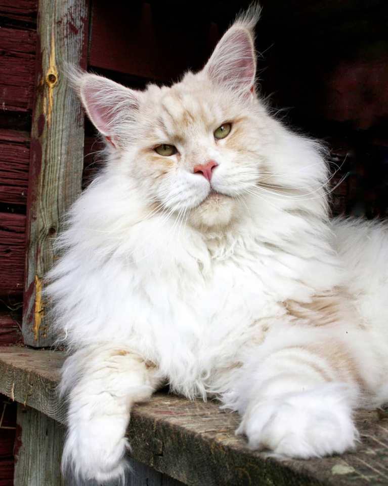 meet-lotus-the-huge-maine-coon-cat-who-s-going-viral-on-instagram-05