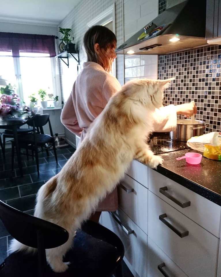 meet-lotus-the-huge-maine-coon-cat-who-s-going-viral-on-instagram-06