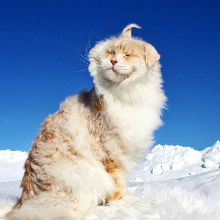 meet-lotus-the-huge-maine-coon-cat-who-s-going-viral-on-instagram-07