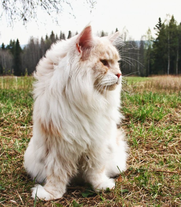 meet-lotus-the-huge-maine-coon-cat-who-s-going-viral-on-instagram-08