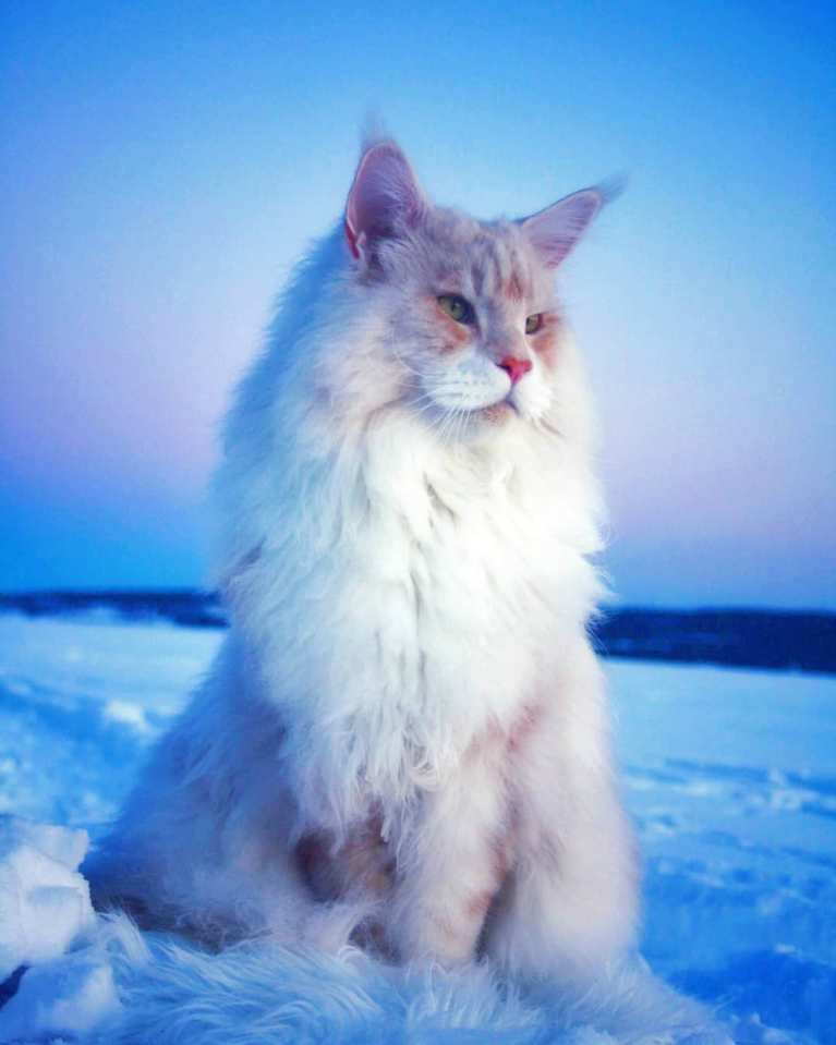 meet-lotus-the-huge-maine-coon-cat-who-s-going-viral-on-instagram-09