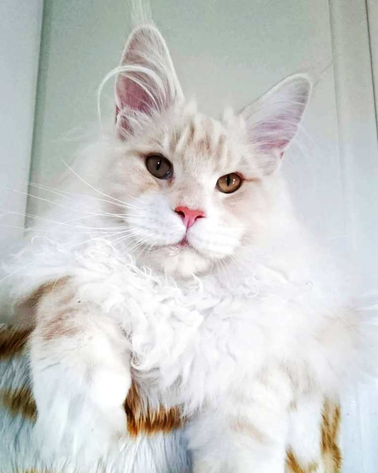 meet-lotus-the-huge-maine-coon-cat-who-s-going-viral-on-instagram-10