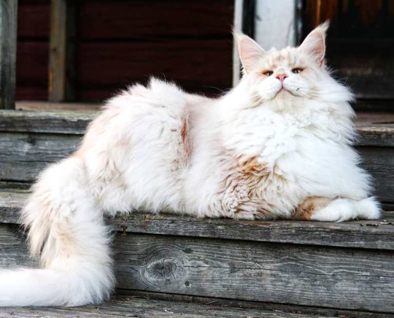 meet-lotus-the-huge-maine-coon-cat-who-s-going-viral-on-instagram-11
