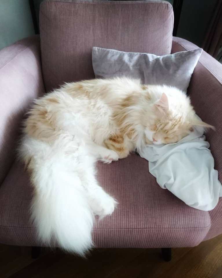 meet-lotus-the-huge-maine-coon-cat-who-s-going-viral-on-instagram-12