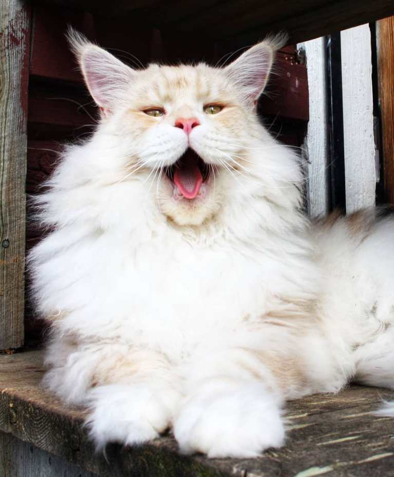 meet-lotus-the-huge-maine-coon-cat-who-s-going-viral-on-instagram-13