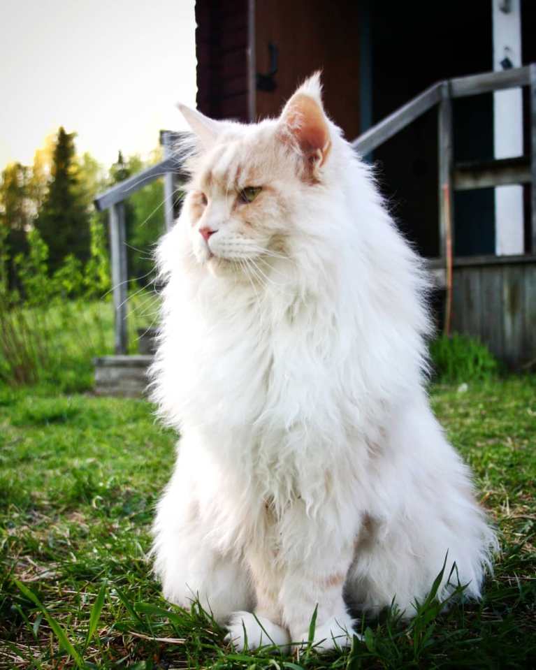 meet-lotus-the-huge-maine-coon-cat-who-s-going-viral-on-instagram-14