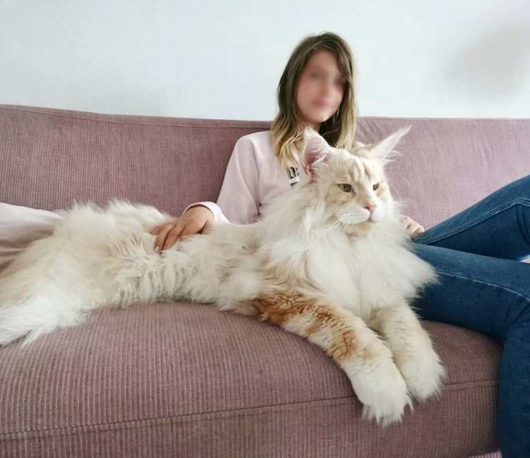 meet-lotus-the-huge-maine-coon-cat-who-s-going-viral-on-instagram-15