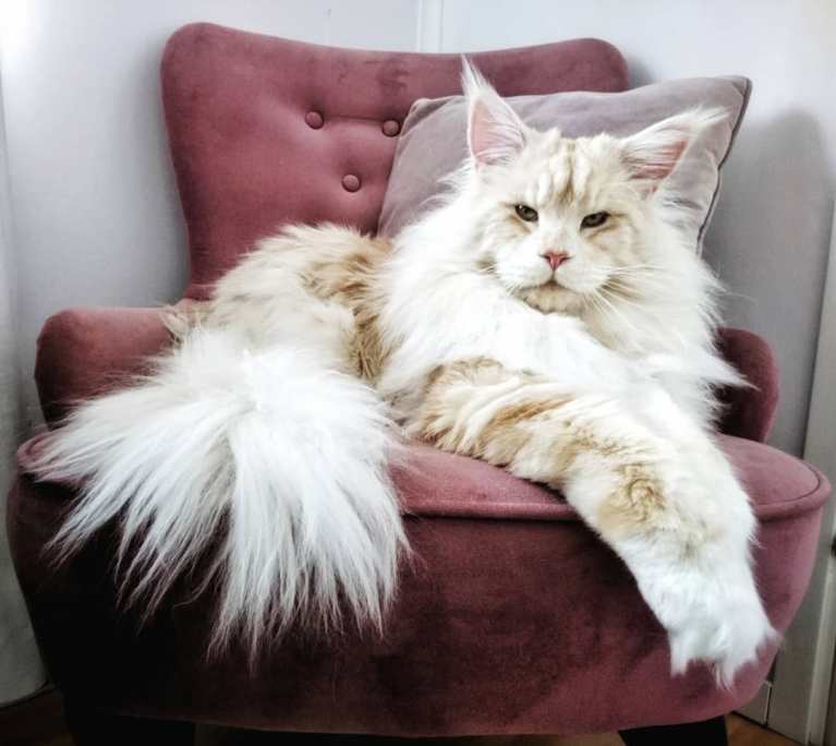 meet-lotus-the-huge-maine-coon-cat-who-s-going-viral-on-instagram-16
