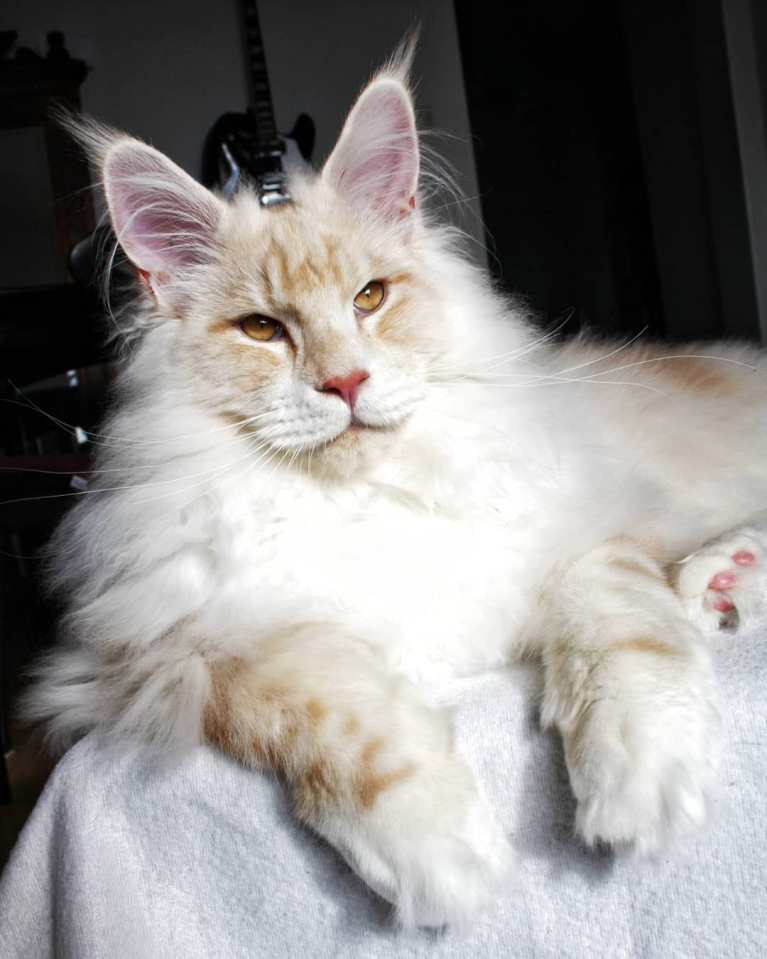 meet-lotus-the-huge-maine-coon-cat-who-s-going-viral-on-instagram-17