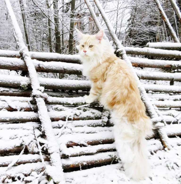 meet-lotus-the-huge-maine-coon-cat-who-s-going-viral-on-instagram-18