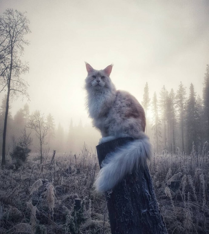 meet-lotus-the-huge-maine-coon-cat-who-s-going-viral-on-instagram-19