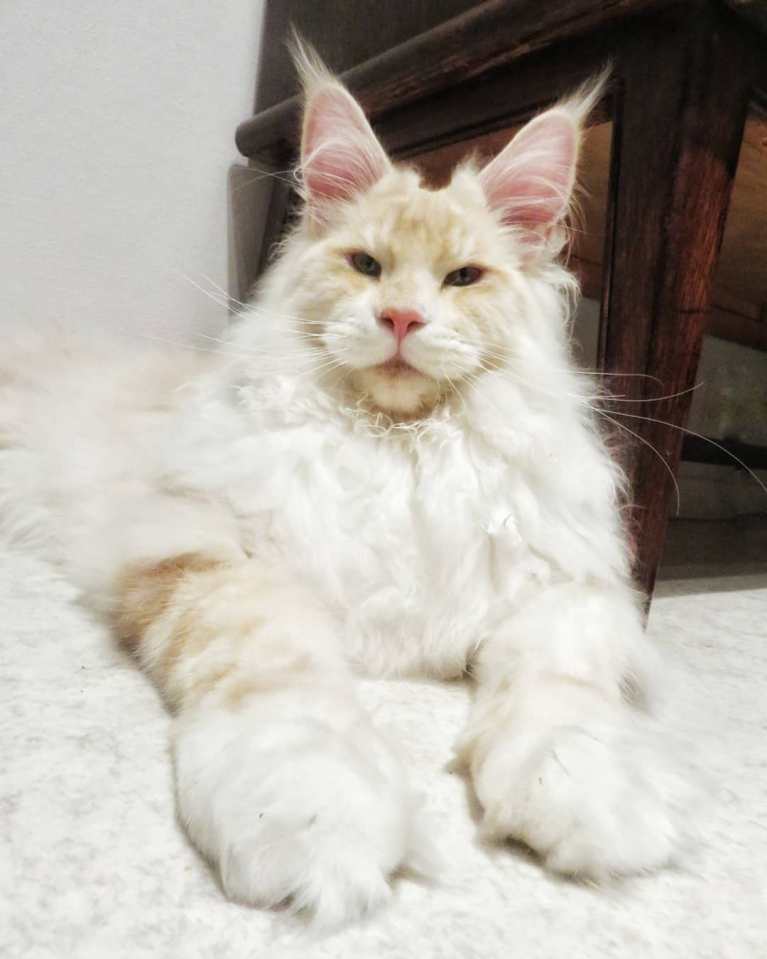 meet-lotus-the-huge-maine-coon-cat-who-s-going-viral-on-instagram-20
