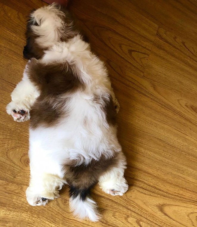 meet-paningning-the-puppy-sleeping-in-hilarious-positions-that-s-going-viral-on-instagram-01