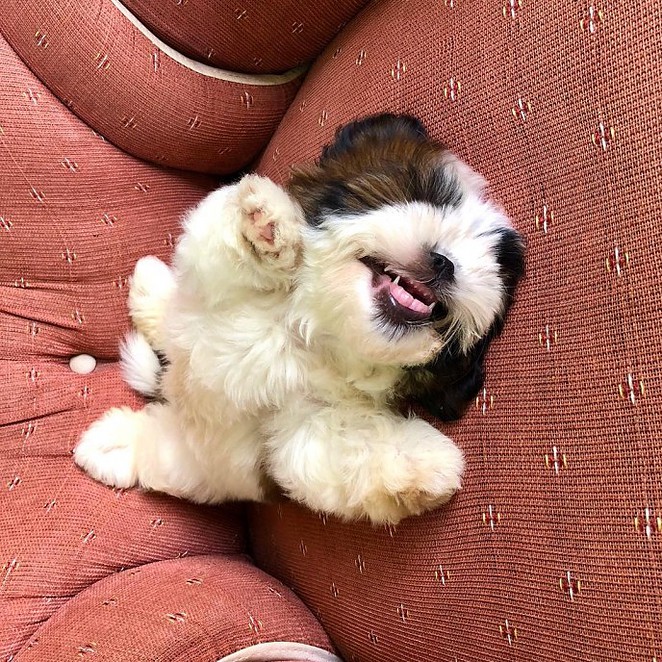 meet-paningning-the-puppy-sleeping-in-hilarious-positions-that-s-going-viral-on-instagram-02