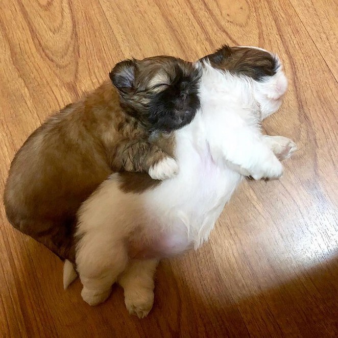 meet-paningning-the-puppy-sleeping-in-hilarious-positions-that-s-going-viral-on-instagram-03