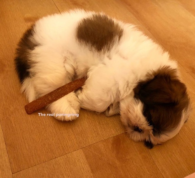 meet-paningning-the-puppy-sleeping-in-hilarious-positions-that-s-going-viral-on-instagram-04