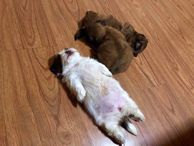 meet-paningning-the-puppy-that-sleeps-in-hilarious-positions-that-s-going-viral-on-instagram-01