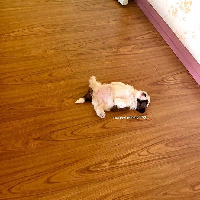 meet-paningning-the-puppy-that-sleeps-in-hilarious-positions-that-s-going-viral-on-instagram-02