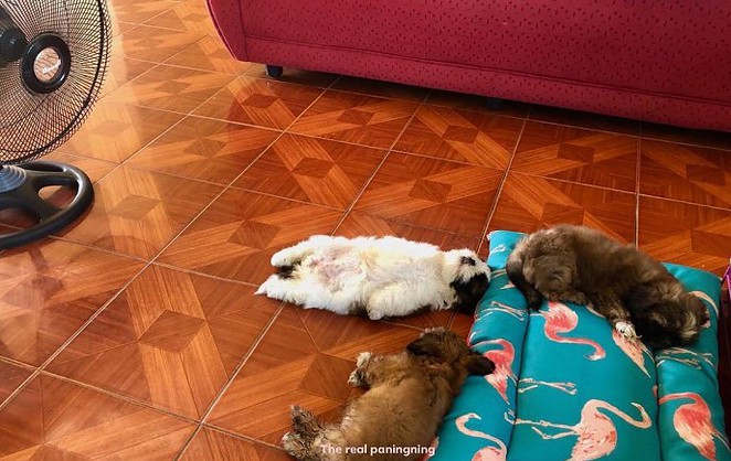 meet-paningning-the-puppy-that-sleeps-in-hilarious-positions-that-s-going-viral-on-instagram-03
