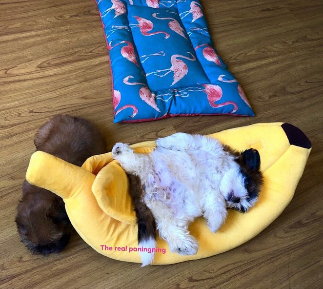 meet-paningning-the-puppy-that-sleeps-in-hilarious-positions-that-s-going-viral-on-instagram-04