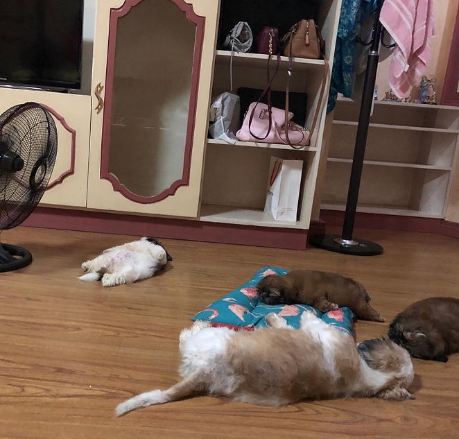meet-paningning-the-puppy-that-sleeps-in-hilarious-positions-that-s-going-viral-on-instagram-05