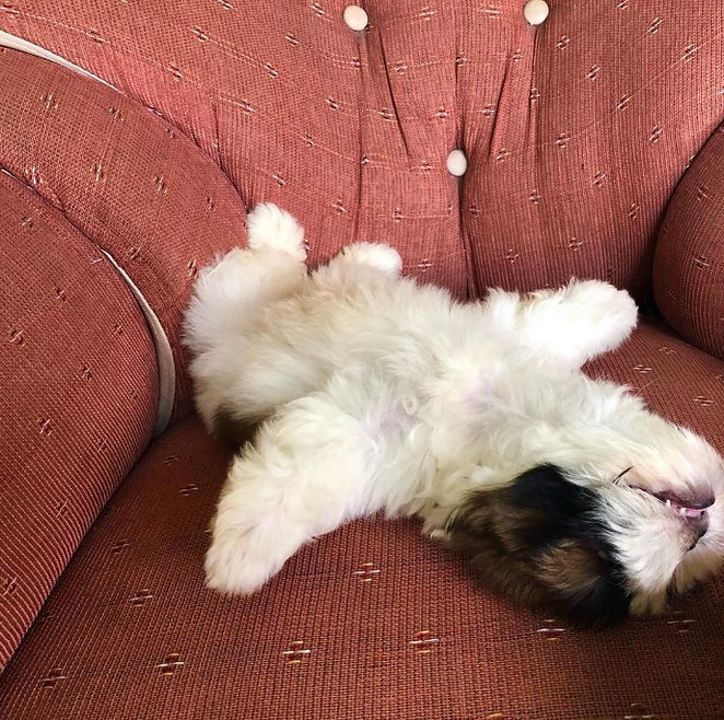 meet-paningning-the-puppy-that-sleeps-in-hilarious-positions-that-s-going-viral-on-instagram-06