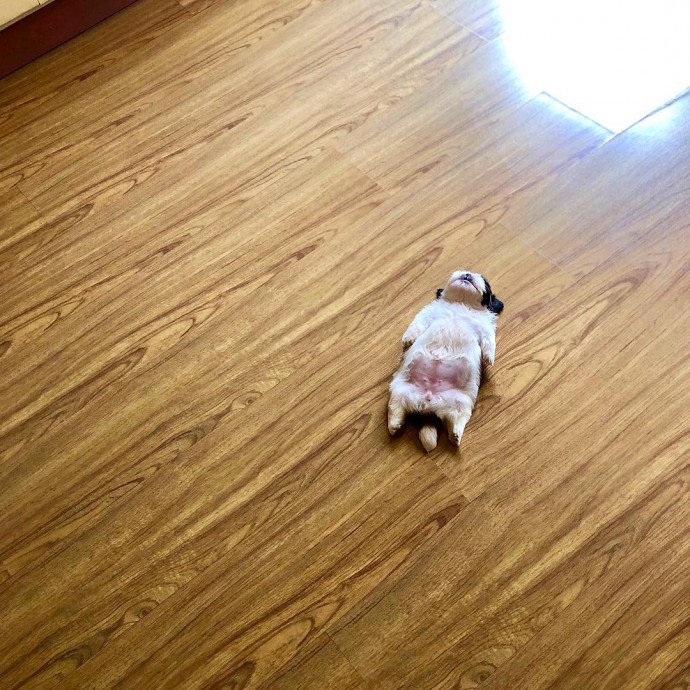 meet-paningning-the-puppy-that-sleeps-in-hilarious-positions-that-s-going-viral-on-instagram-07