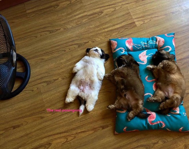 meet-paningning-the-puppy-that-sleeps-in-hilarious-positions-that-s-going-viral-on-instagram-08