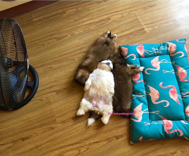 meet-paningning-the-puppy-that-sleeps-in-hilarious-positions-that-s-going-viral-on-instagram-09