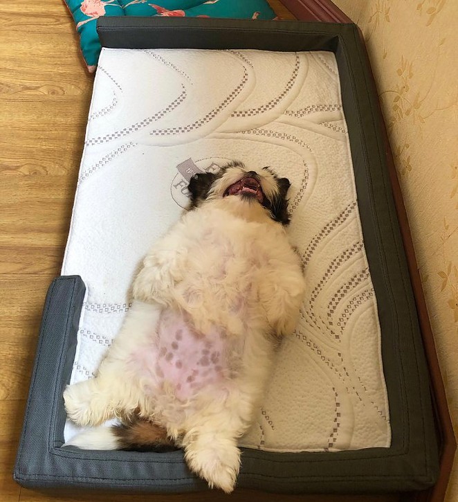 meet-paningning-the-puppy-that-sleeps-in-hilarious-positions-that-s-going-viral-on-instagram-10