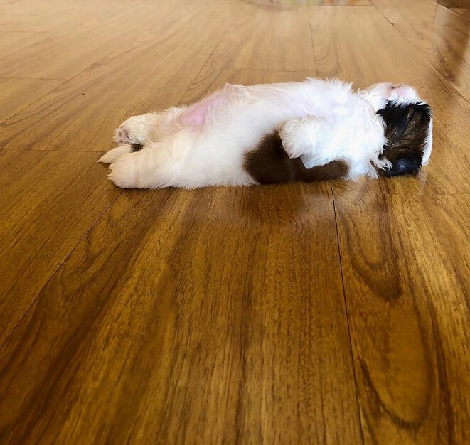 meet-paningning-the-puppy-that-sleeps-in-hilarious-positions-that-s-going-viral-on-instagram-11