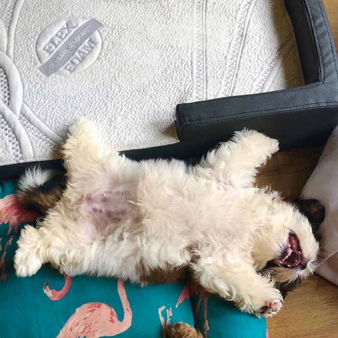 meet-paningning-the-puppy-that-sleeps-in-hilarious-positions-that-s-going-viral-on-instagram-12