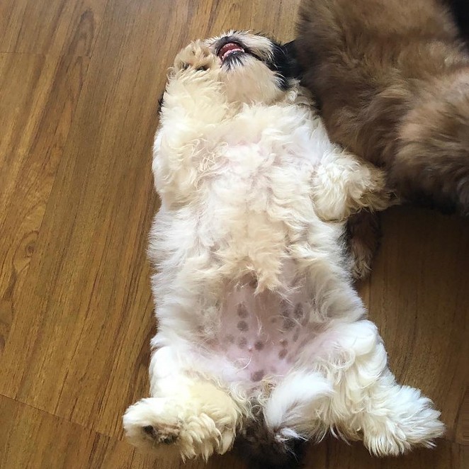 meet-paningning-the-puppy-that-sleeps-in-hilarious-positions-that-s-going-viral-on-instagram-13