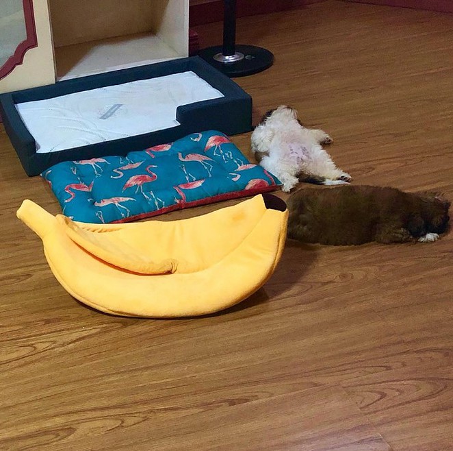 meet-paningning-the-puppy-that-sleeps-in-hilarious-positions-that-s-going-viral-on-instagram-14