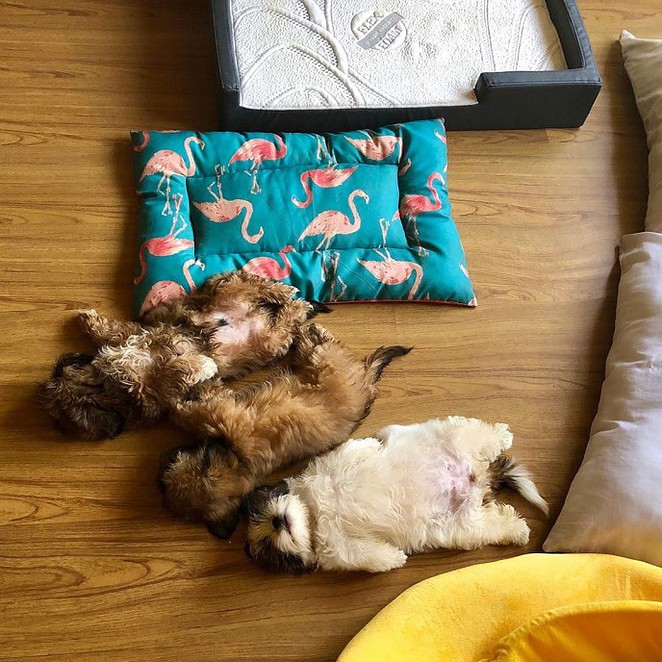 meet-paningning-the-puppy-that-sleeps-in-hilarious-positions-that-s-going-viral-on-instagram-15