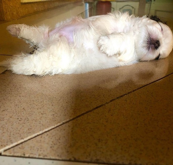 meet-paningning-the-puppy-that-sleeps-in-hilarious-positions-that-s-going-viral-on-instagram-16