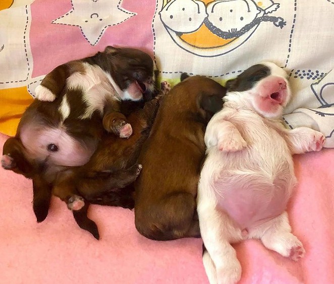 meet-paningning-the-puppy-that-sleeps-in-hilarious-positions-that-s-going-viral-on-instagram-17