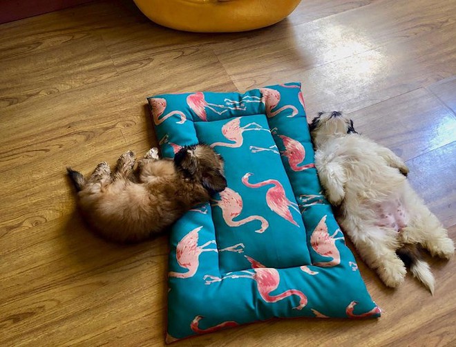 meet-paningning-the-puppy-that-sleeps-in-hilarious-positions-that-s-going-viral-on-instagram-18