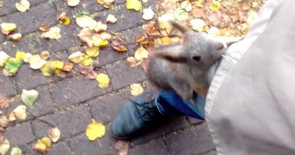 mother squirrel