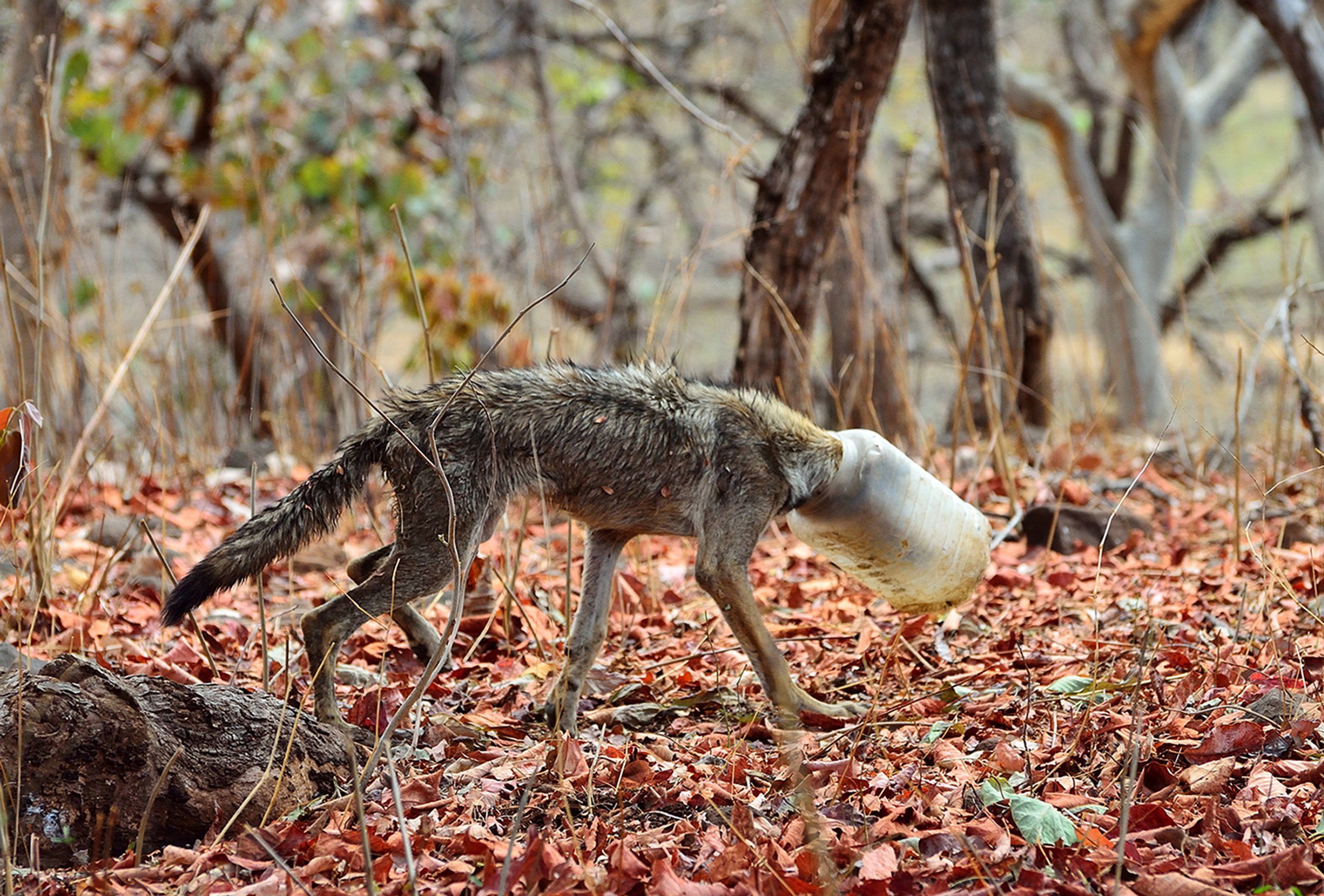 Malnourished wolf found with plastic container stuck on its head | Metro  News