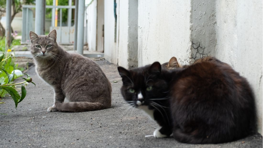 How to Turn a Stray Cat Into a Pet